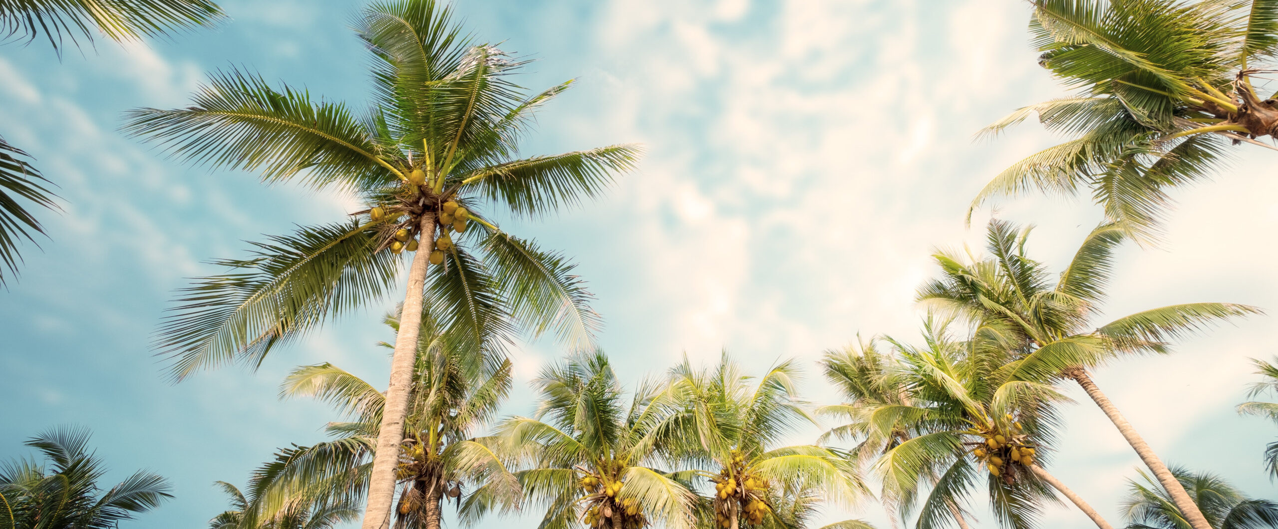 phoenix-canariensis