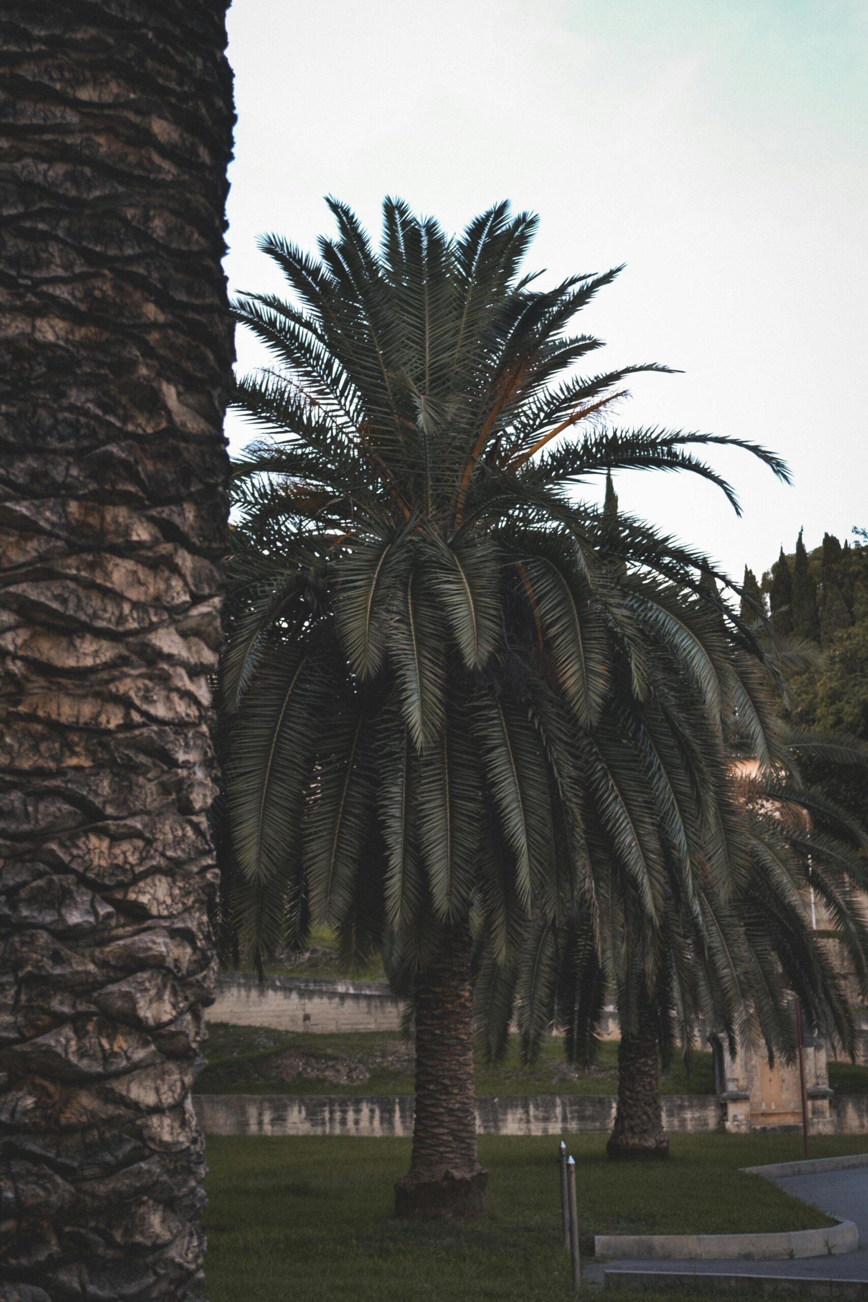 phoenix-canariensis