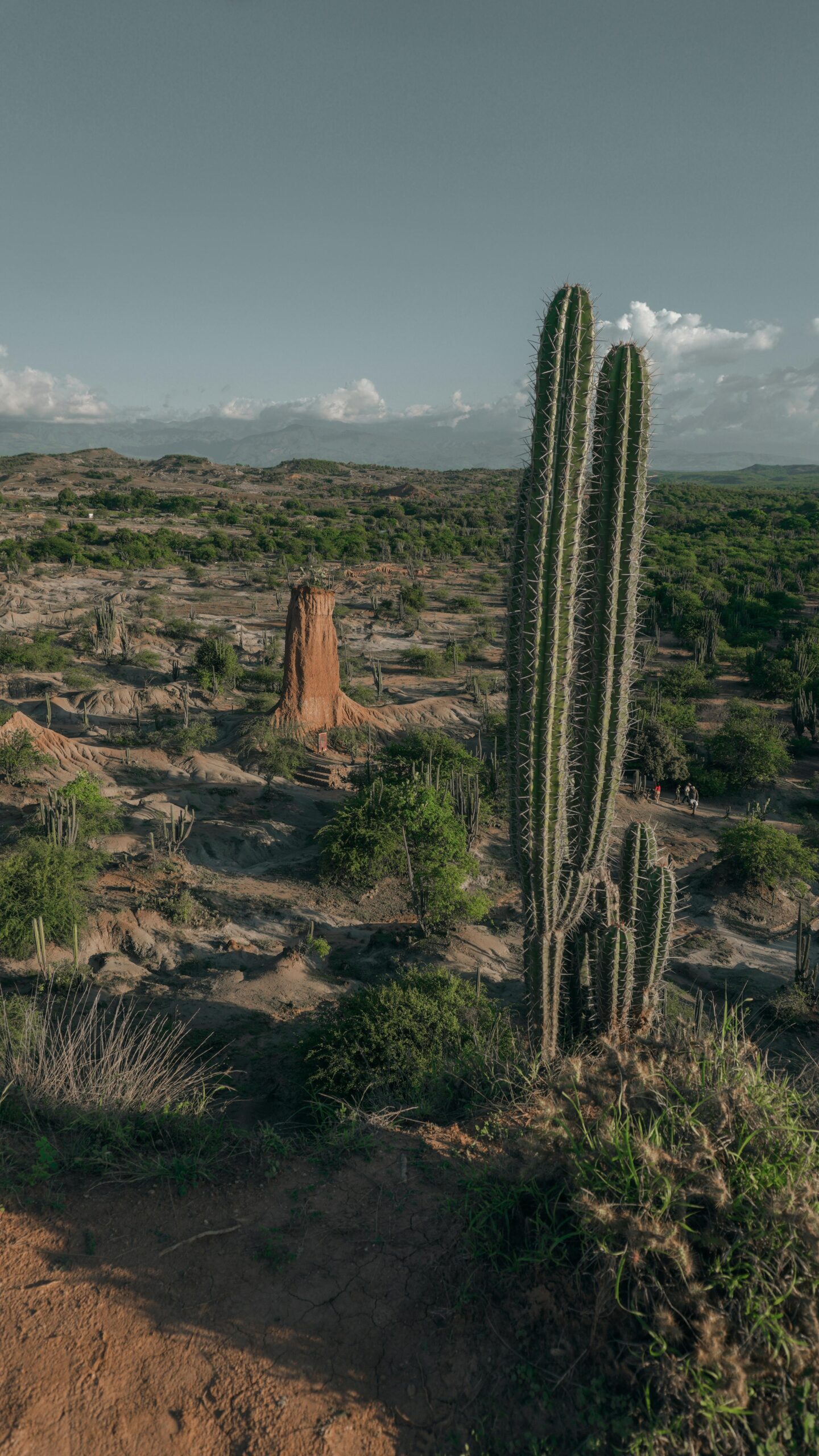 plante_desertice