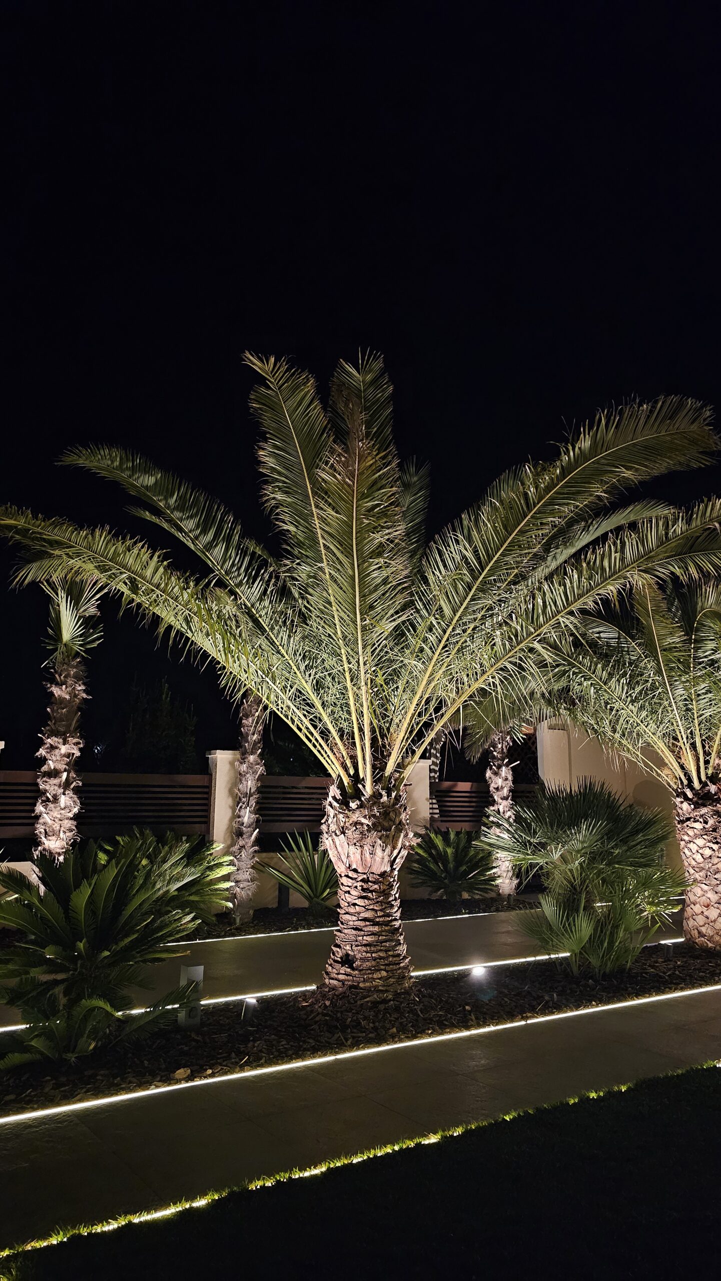 phoenix_canariensis_night