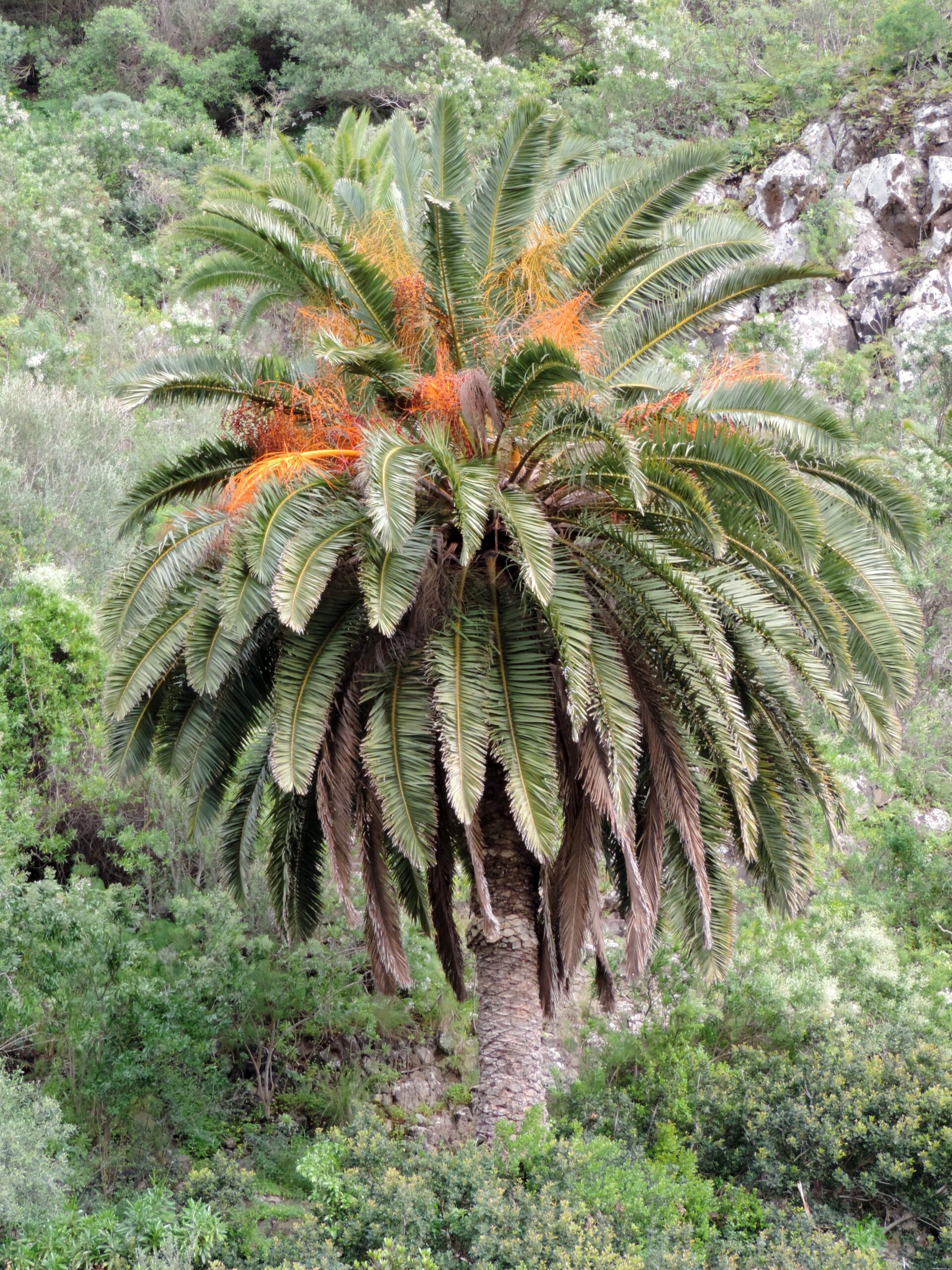 Phoenix_Canariensis