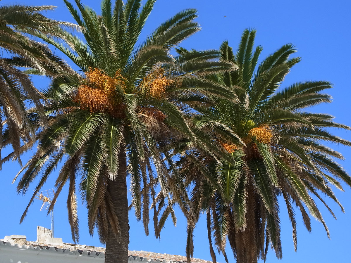Phoenix_canariensis_2