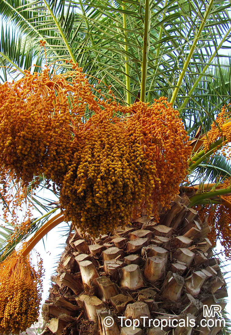 Phoenix_canariensis_dates
