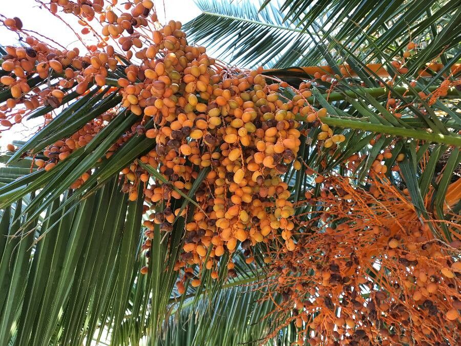 Phoenix_Canariensis_Dates_2