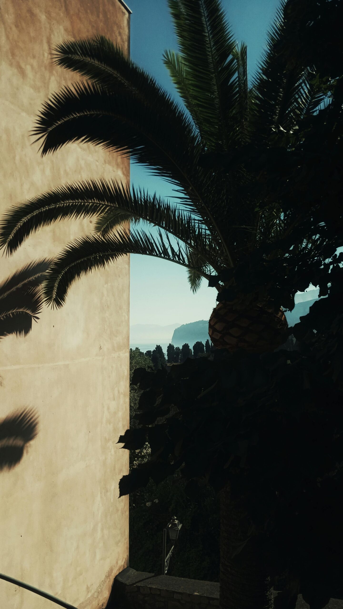 phoenix_canariensis_shadow